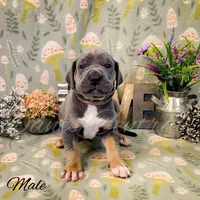 Capone, a male Great Dane for sale in Bowlus, MN – 2 of 5