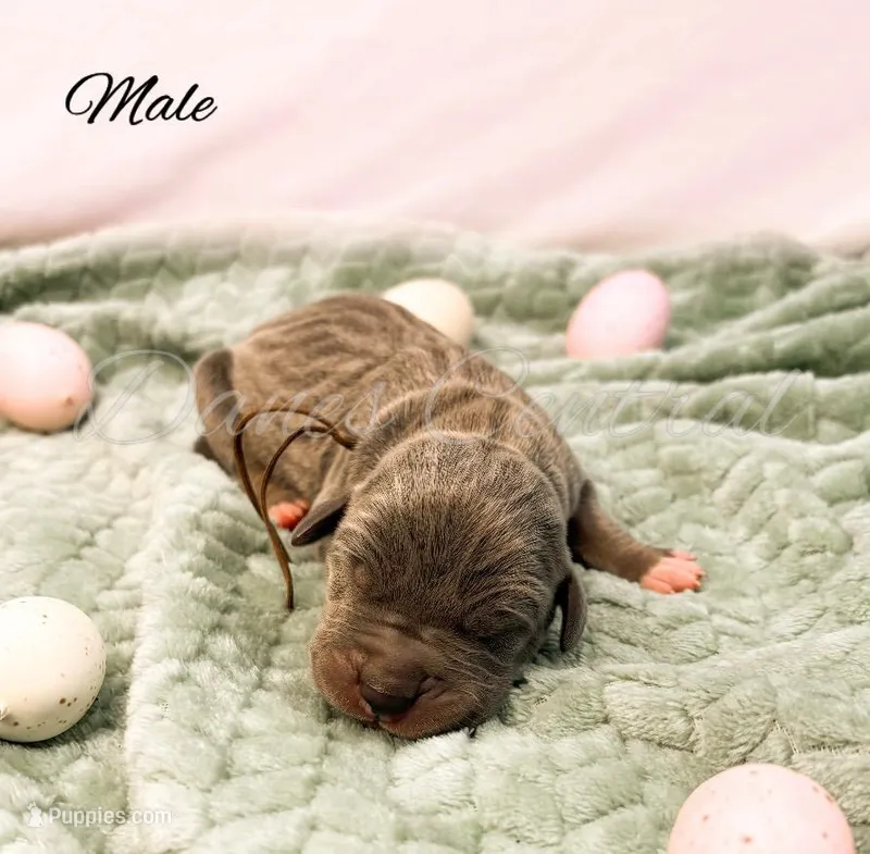 Capone – Great Dane puppy for sale in Bowlus, MN