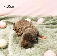 Capone, a male Great Dane for sale in Bowlus, MN – Photo 2 of 2