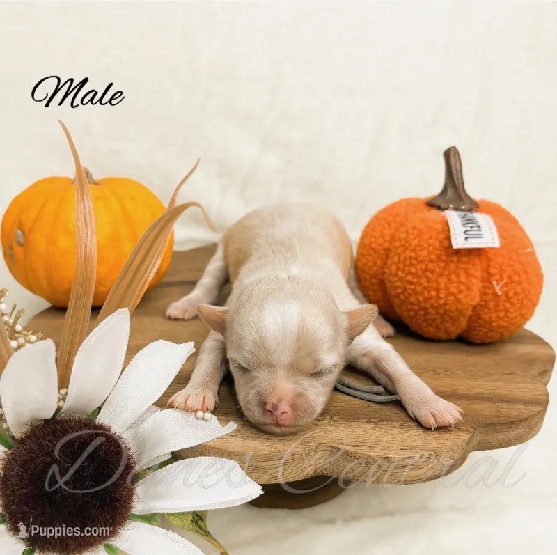 Prince Beau – Chihuahua puppy for sale in Bowlus, MN