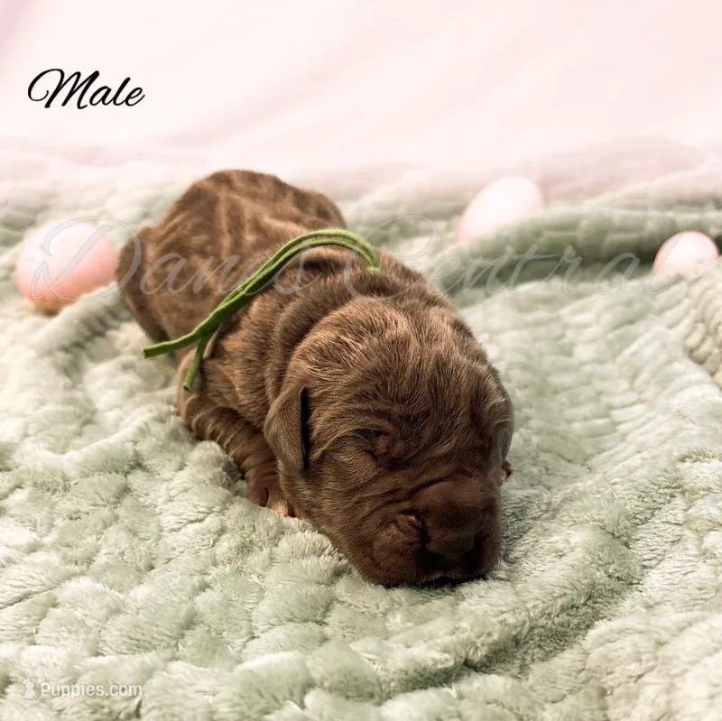 Murphy – Great Dane puppy for sale in Bowlus, MN