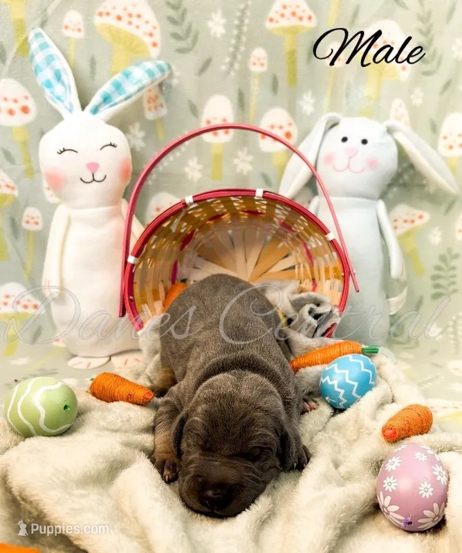 Murphy – Great Dane puppy for sale in Bowlus, MN