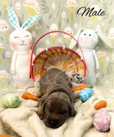 Murphy, a male Great Dane for sale in Bowlus, MN – Photo 1 of 2