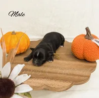 Duke Theodore, a male Chihuahua for sale in Bowlus, MN – 1 of 1