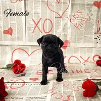 Ethel, a female Pug for sale in Bowlus, MN – Photo 1 of 7