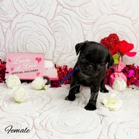 Ethel, a female Pug for sale in Bowlus, MN – Photo 2 of 7