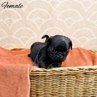 Ethel, a female Pug for sale in Bowlus, MN – Photo 3 of 7
