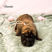 Thelma, a female Great Dane for sale in Bowlus, MN – Photo 2 of 2