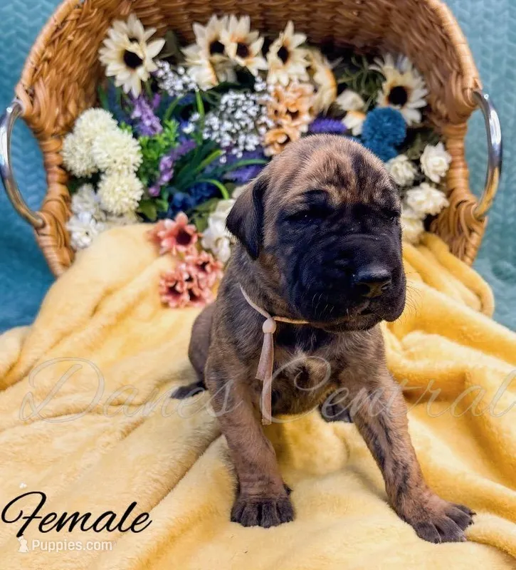 Thelma – Great Dane puppy for sale in Bowlus, MN