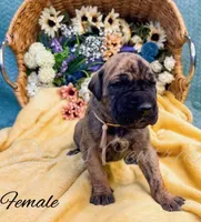 Thelma, a female Great Dane for sale in Bowlus, MN – 2 of 4