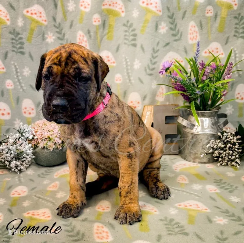 Thelma – Great Dane puppy for sale in Bowlus, MN