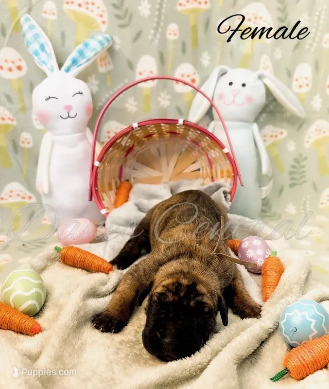 Thelma – Great Dane puppy for sale in Bowlus, MN