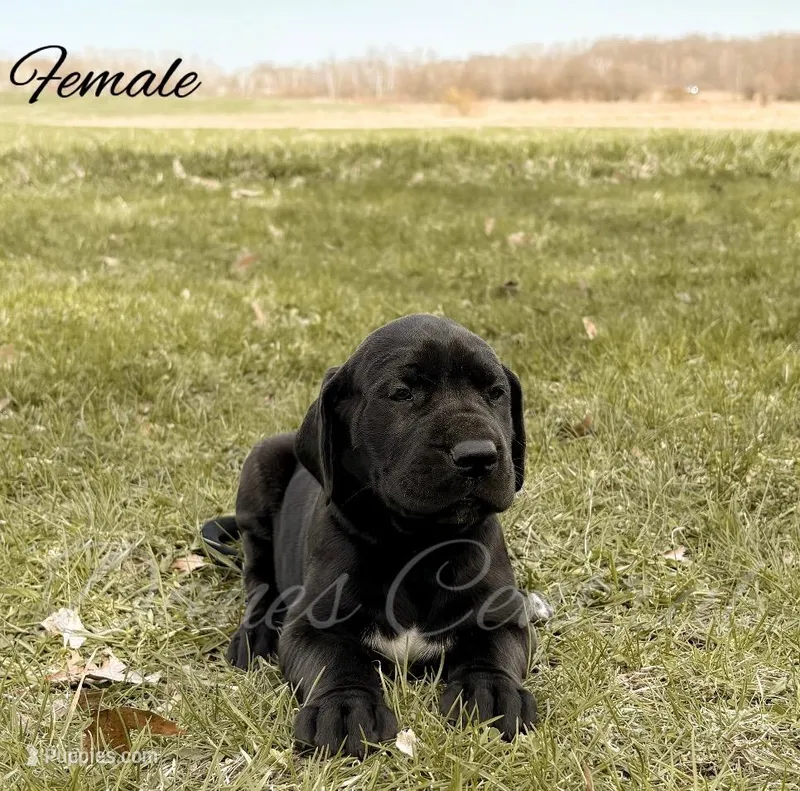 Joise – Great Dane puppy for sale in Bowlus, MN