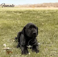 Joise, a female Great Dane for sale in Bowlus, MN – 1 of 5