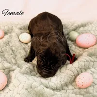 Joise, a female Great Dane for sale in Bowlus, MN – Photo 2 of 2