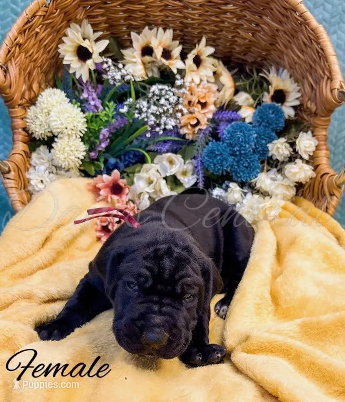 Joise – Great Dane puppy for sale in Bowlus, MN