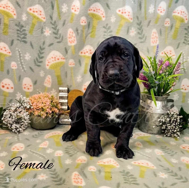 Joise – Great Dane puppy for sale in Bowlus, MN