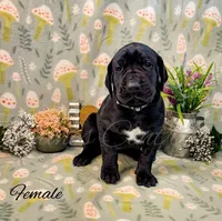 Joise, a female Great Dane for sale in Bowlus, MN – 2 of 5