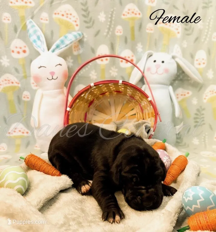 Joise – Great Dane puppy for sale in Bowlus, MN