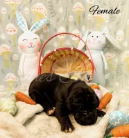 Joise, a female Great Dane for sale in Bowlus, MN – Photo 1 of 2