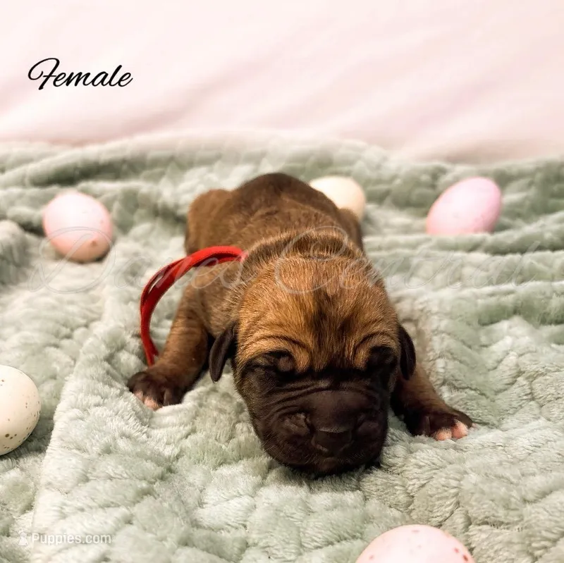 Autum – Great Dane puppy for sale in Bowlus, MN