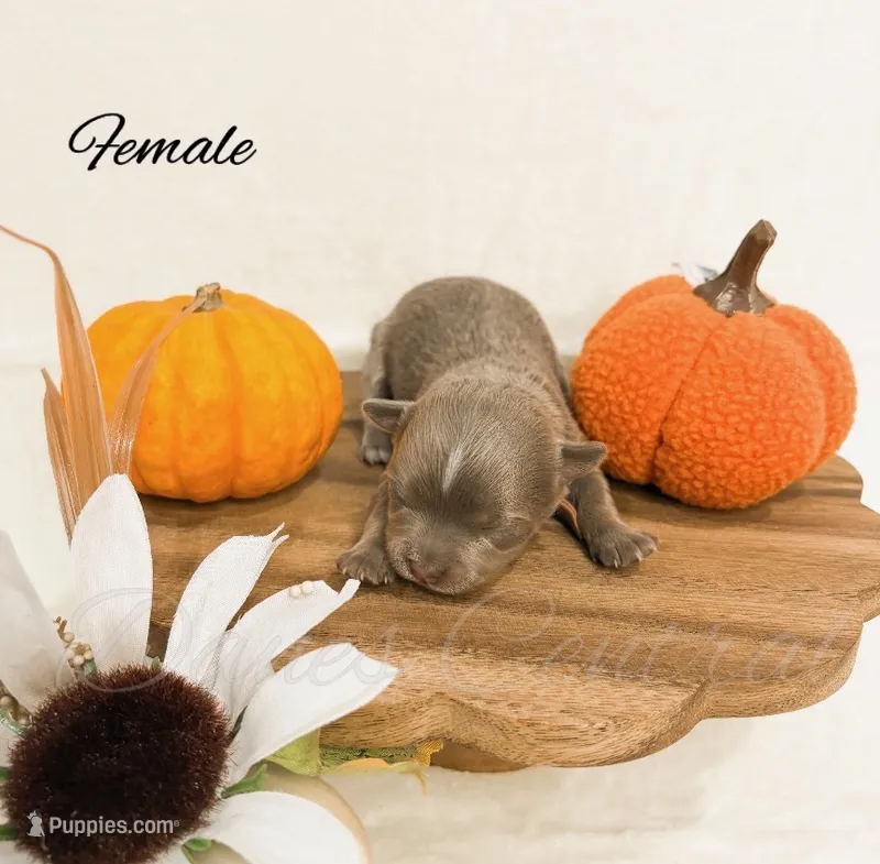 Lady Pearl – Chihuahua puppy for sale in Bowlus, MN