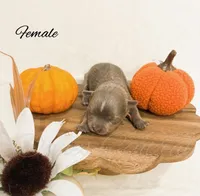 Lady Pearl, a male Chihuahua for sale in Bowlus, MN – 1 of 1