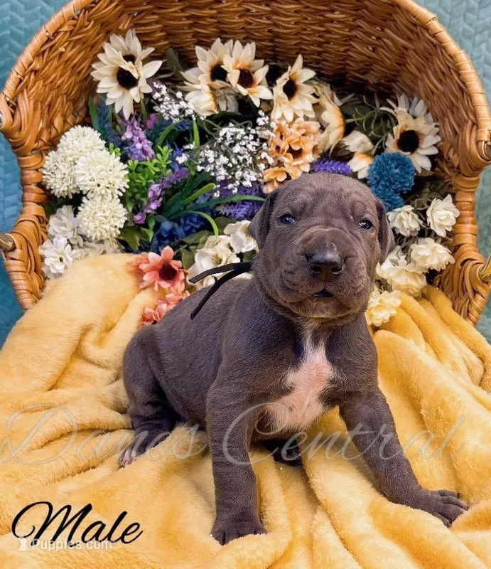 Grayson – Great Dane puppy for sale in Bowlus, MN