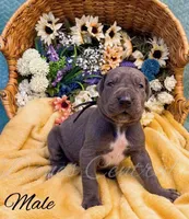 Grayson, a male Great Dane for sale in Bowlus, MN – 2 of 4