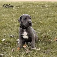 Grayson, a male Great Dane for sale in Bowlus, MN – 1 of 4