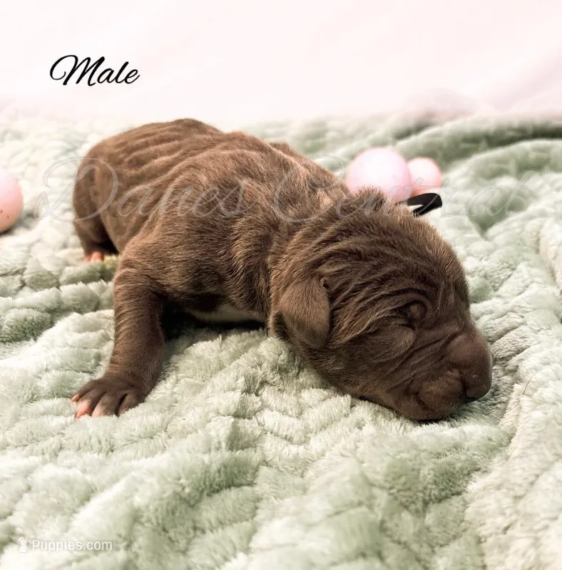 Grayson – Great Dane puppy for sale in Bowlus, MN