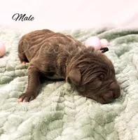 Grayson, a male Great Dane for sale in Bowlus, MN – Photo 2 of 2