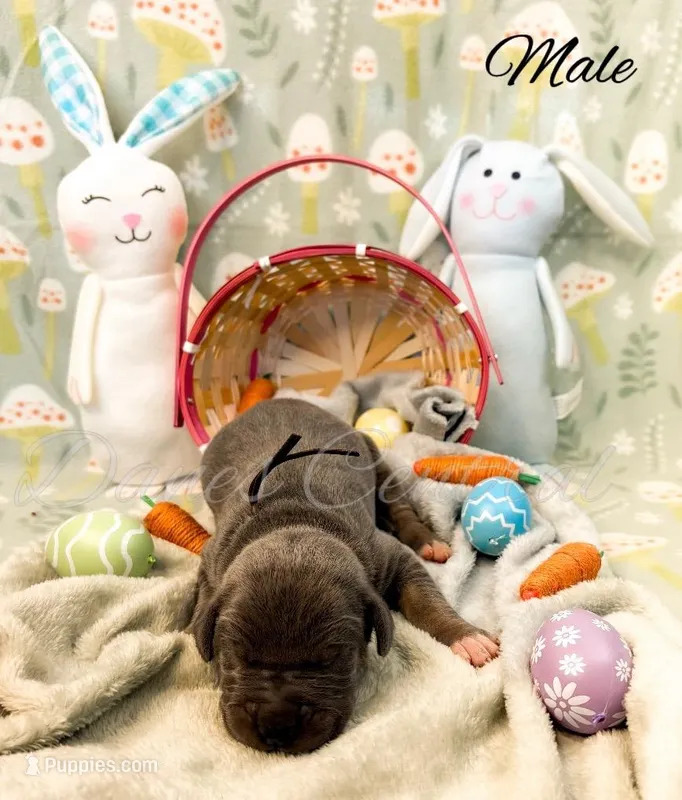 Grayson – Great Dane puppy for sale in Bowlus, MN