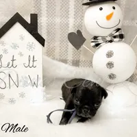 Lou, a male Pug for sale in Bowlus, MN – Photo 5 of 7