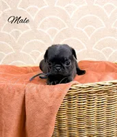 processed/1c42edf1-b010-49d0-a6aa-bb801034c7db/listing/d114483b-bd50-49c8-af3f-66f2ff0d833f/0bdb1f9d-21dd-41c6-8add-01bcfdac4745