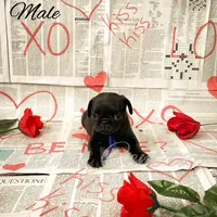 Lou, a male Pug for sale in Bowlus, MN – Photo 1 of 7