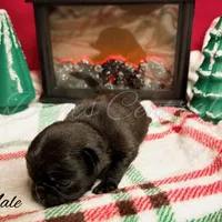 Lou, a male Pug for sale in Bowlus, MN – Photo 6 of 7
