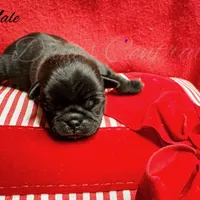 Lou, a male Pug for sale in Bowlus, MN – Photo 7 of 7