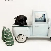 Lou, a male Pug for sale in Bowlus, MN – Photo 4 of 7