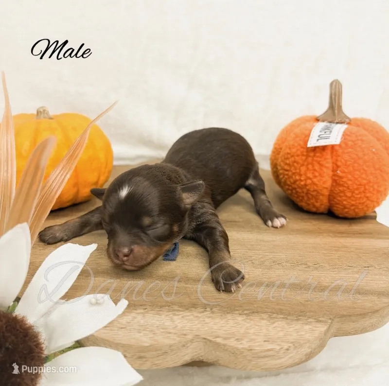 Sir Winston – Chihuahua puppy for sale in Bowlus, MN
