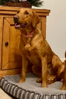 British lab- Belle, a female Labrador Retriever for sale in East Bernard, TX – 4 of 6