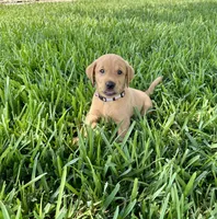 British lab- Stewart, a male Labrador Retriever for sale in East Bernard, TX – 2 of 6