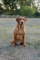 British lab- Belle, a female Labrador Retriever for sale in East Bernard, TX – 5 of 6