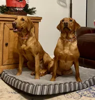 British lab- Stewart, a male Labrador Retriever for sale in East Bernard, TX – 5 of 6