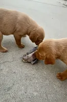 British lab- Stewart, a male Labrador Retriever for sale in East Bernard, TX – 4 of 6