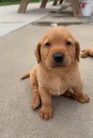 British lab- Belle, a female Labrador Retriever for sale in East Bernard, TX – 3 of 6