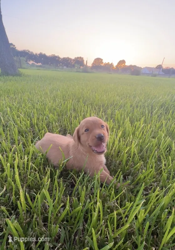 British lab- Stewart – Labrador Retriever puppy for sale in East Bernard, TX