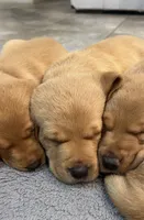 British lab- Stewart, a male Labrador Retriever for sale in East Bernard, TX – 3 of 6