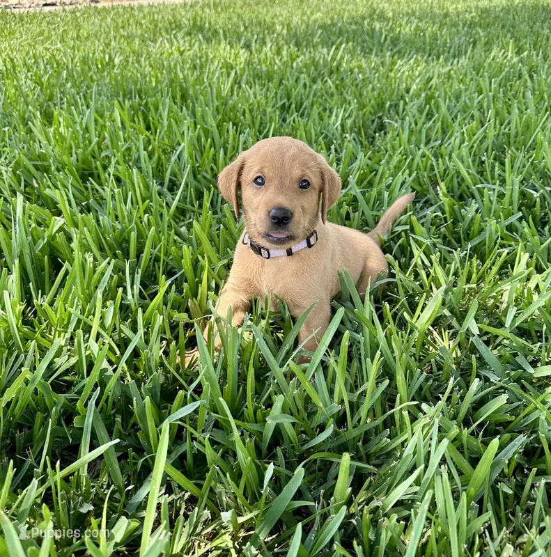 British lab- Belle – Labrador Retriever puppy for sale in East Bernard, TX