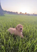 British lab- Belle, a female Labrador Retriever for sale in East Bernard, TX – 2 of 6